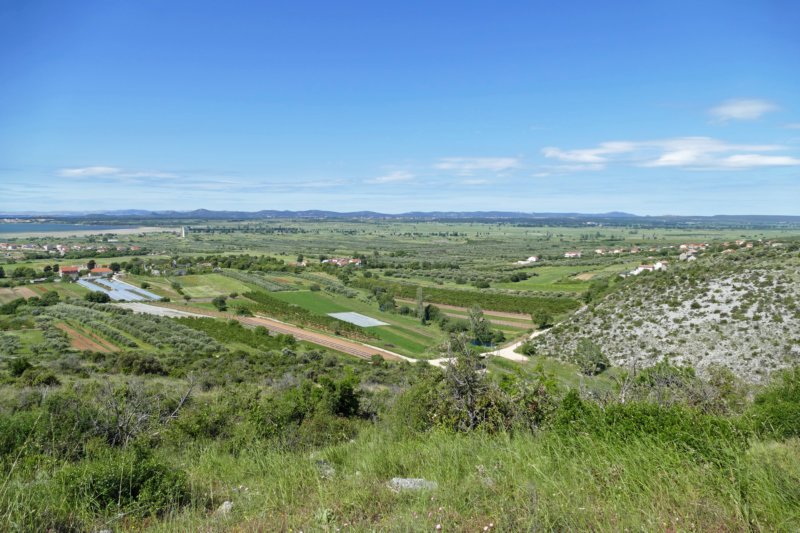 vrana5.jpg
