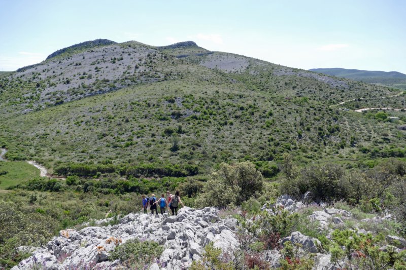 vrana7.jpg