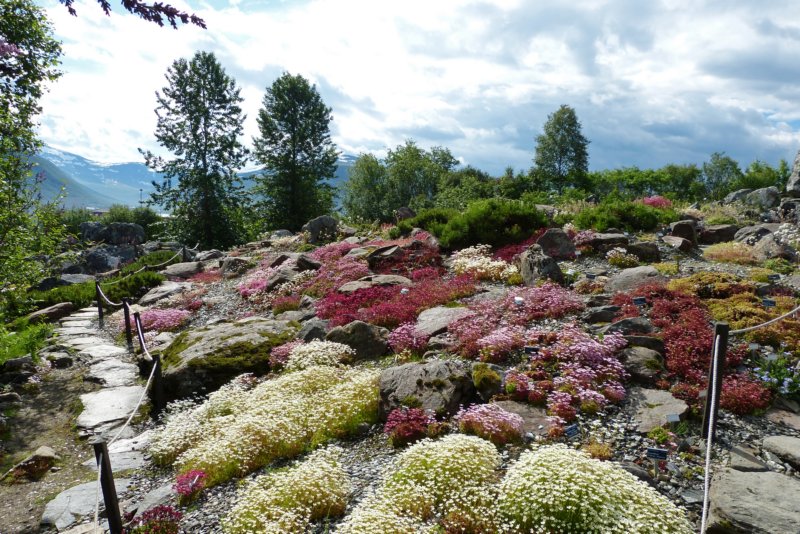 botanischetuintromso.jpg