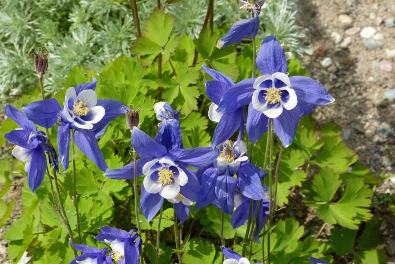 botanischetuintromso3.jpg