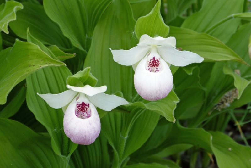 botanischetuintromso6.jpg