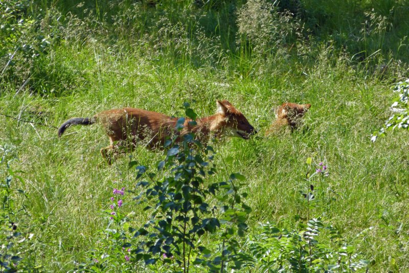 ranuawildlifepark7.jpg
