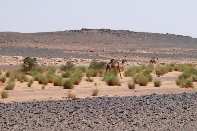 acacusgebergtewadiawiss.jpg
