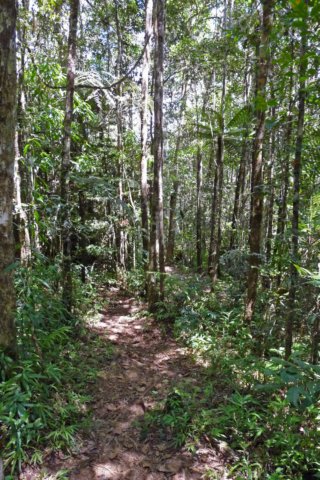 andasibenationalpark3.jpg