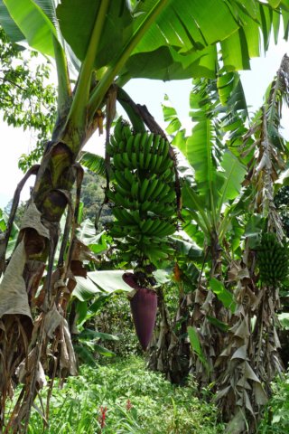 bananenboom.jpg