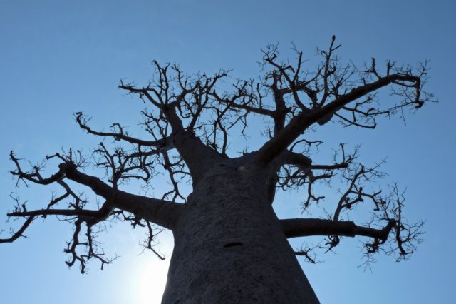 baobab.jpg
