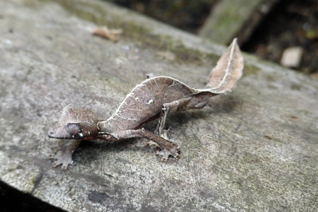 bladstaartgekko.jpg