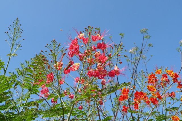 bloemen.jpg