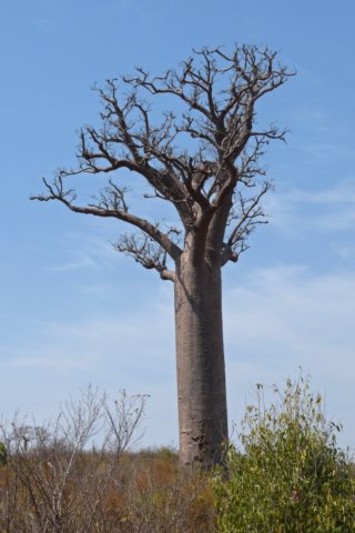 deeerstebaobab.jpg