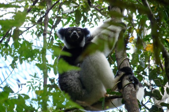 indri4.jpg