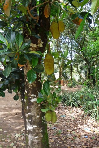 jackfruit.jpg