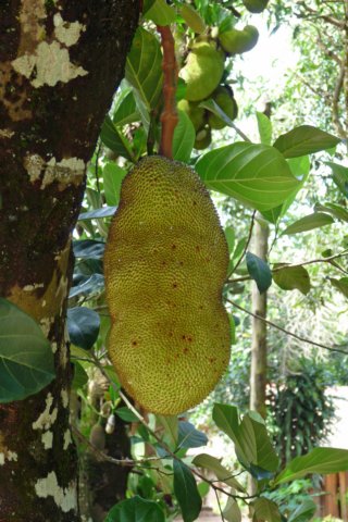 jackfruit2.jpg