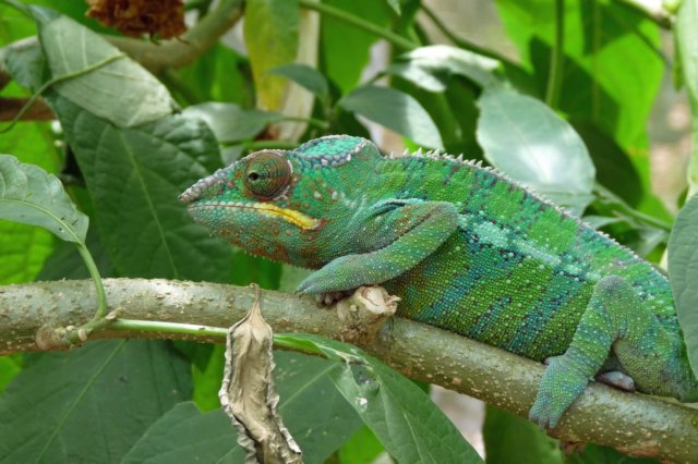 kameleon10.jpg