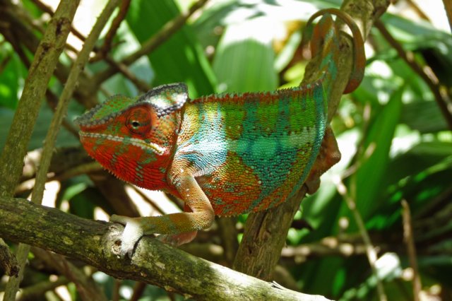 kameleon14.jpg