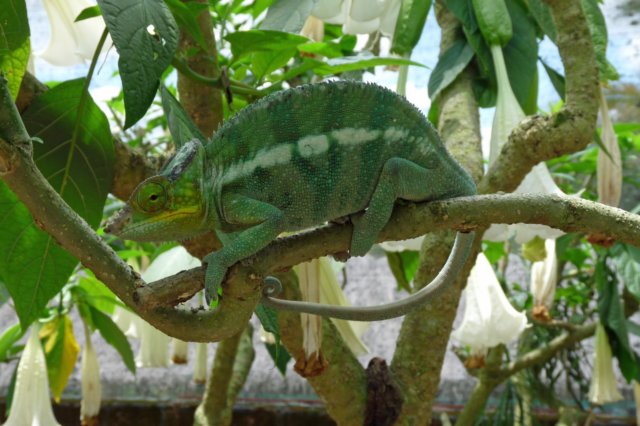 kameleon8.jpg
