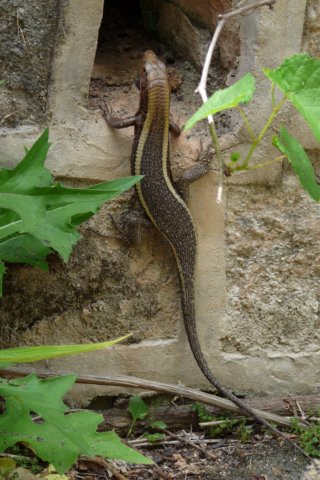salamander.jpg
