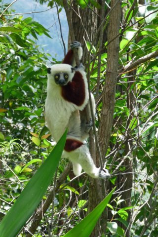 sifaka.jpg