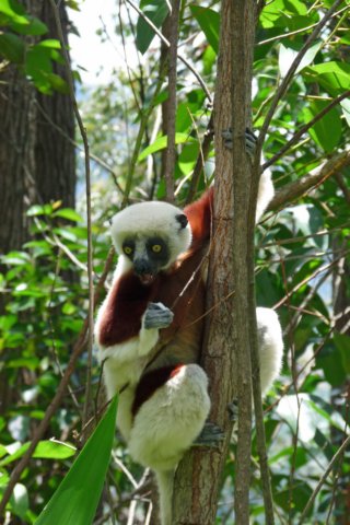 sifaka2.jpg