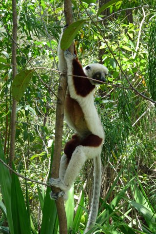sifaka5.jpg