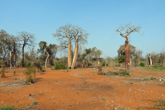 spinyforest.jpg