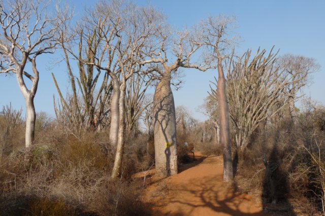 spinyforest5.jpg