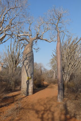 spinyforest6.jpg