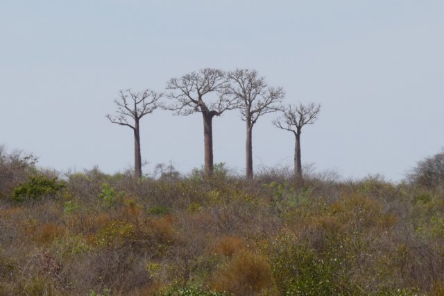 vieropeenrij.jpg