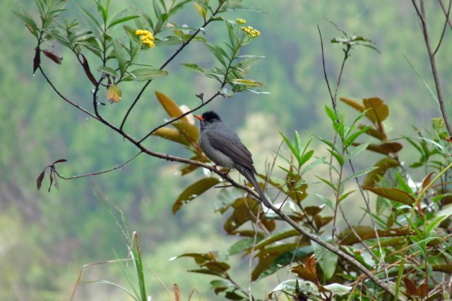 vogel5.jpg