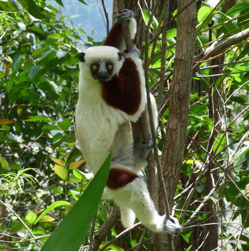 Madagascar.jpg (87992 bytes)
