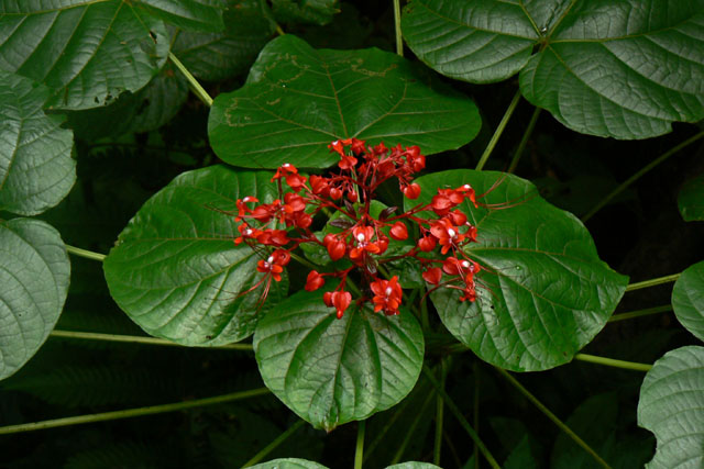 P1040245