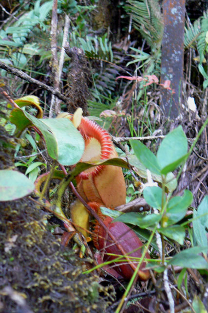 P1040533