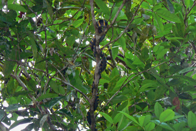 P1040593