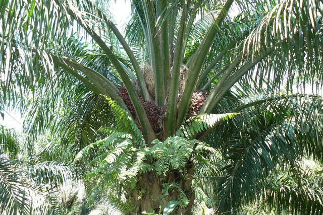 P1040752