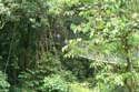 Canopy