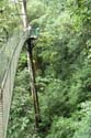 Canopy jungle tour