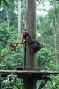 Orang-oetans