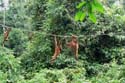 Sepilok Orang-Utan Sanctuary