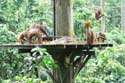 Sepilok Orang-Utan Sanctuary