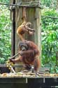 Orang-oetan