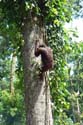 Man of the jungle