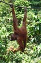 Orang-oetanreservaat