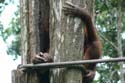 Orang-utan