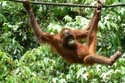 Tarzan