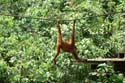 Orang utan