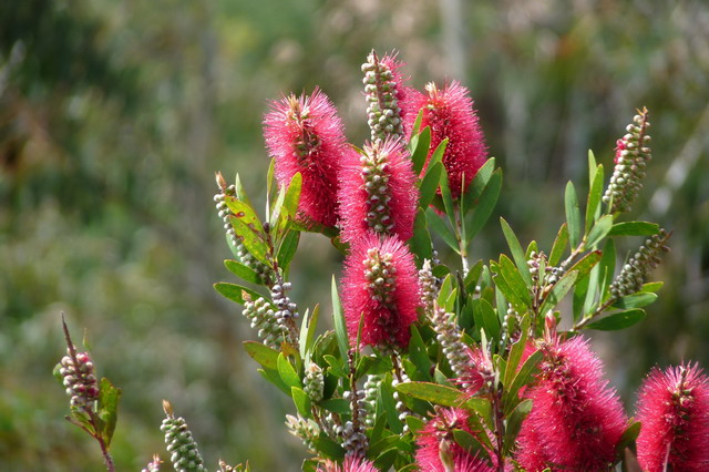 bloemenbijdecablecar.jpg