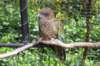 kea_small.jpg