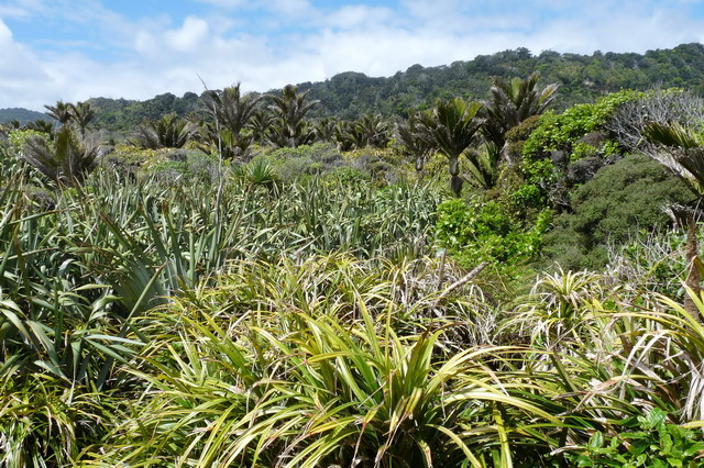 punakaiki.jpg