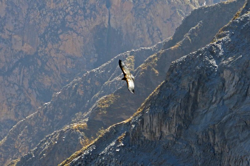 colcacanyoncruzdelcondor3.jpg