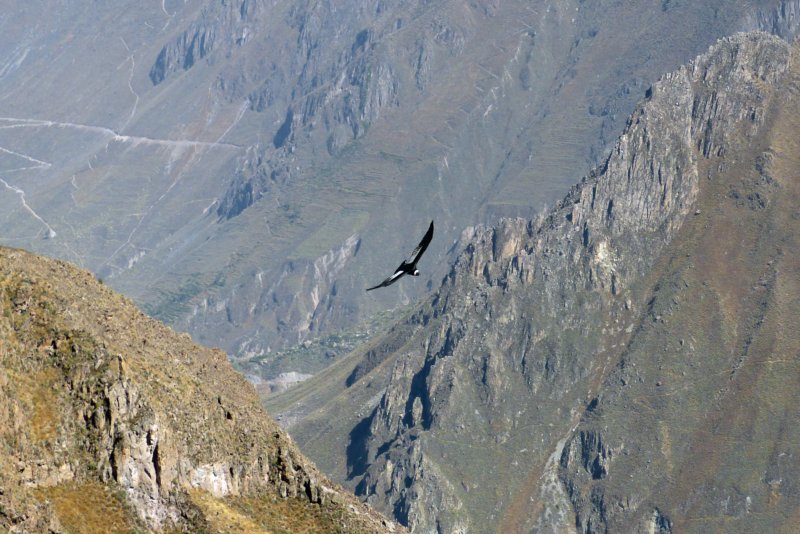 colcacanyoncruzdelcondor5.jpg