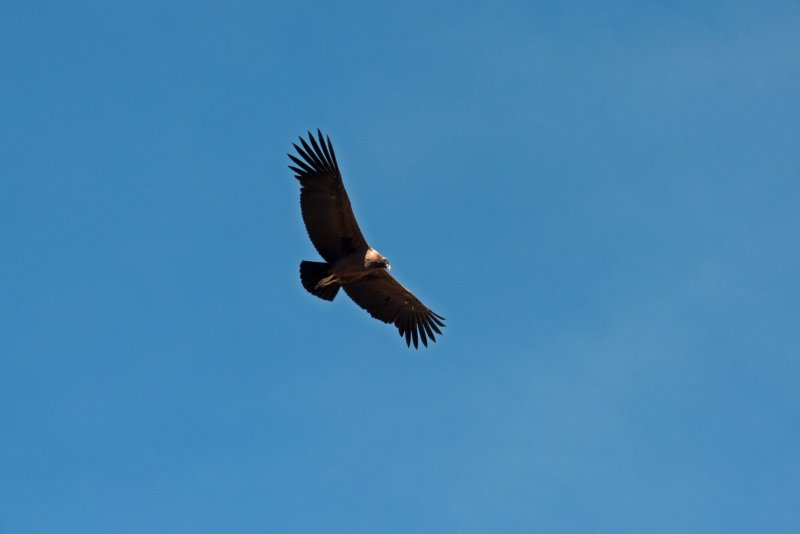 colcacanyoncruzdelcondor7.jpg